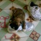 SUPER CHIQUITO (1 mes)